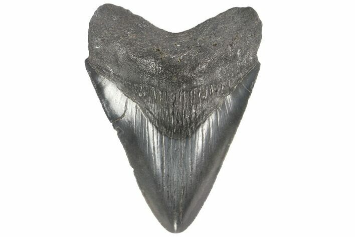 Fossil Megalodon Tooth - South Carolina #86060